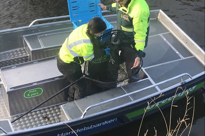 Meerkoet komt vast te zitten in stuk plastic
