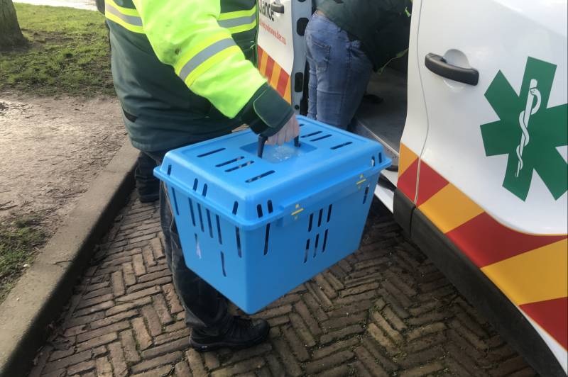 Meerkoet komt vast te zitten in stuk plastic