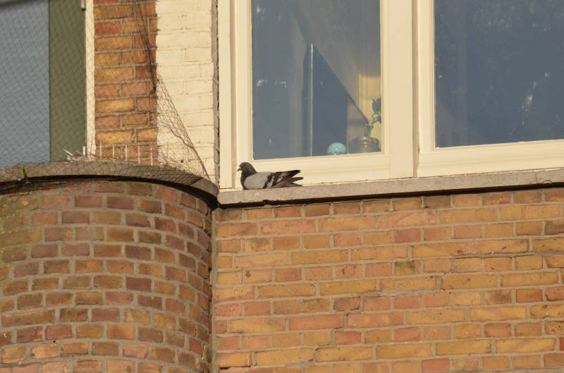 Duif door brandweer uit een net gehaald