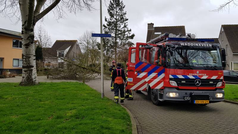Boom val om midden op straat