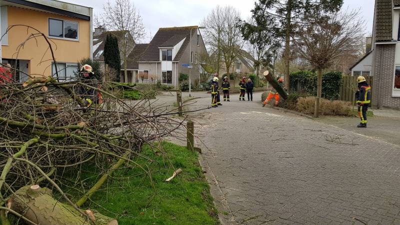 Boom val om midden op straat