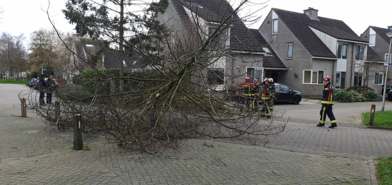 Boom val om midden op straat