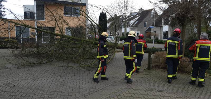 Boom val om midden op straat