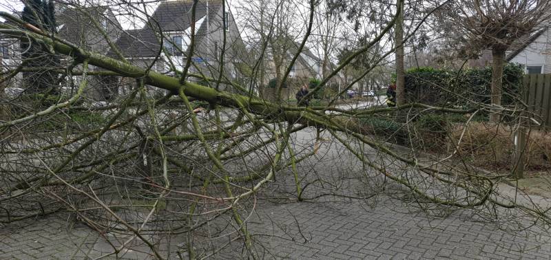 Boom val om midden op straat