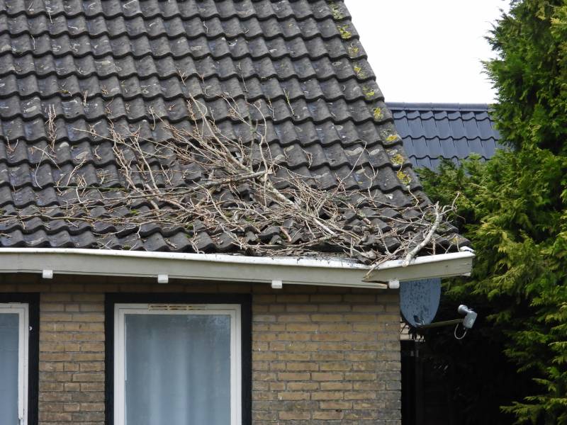 Boom breekt af en valt op woning