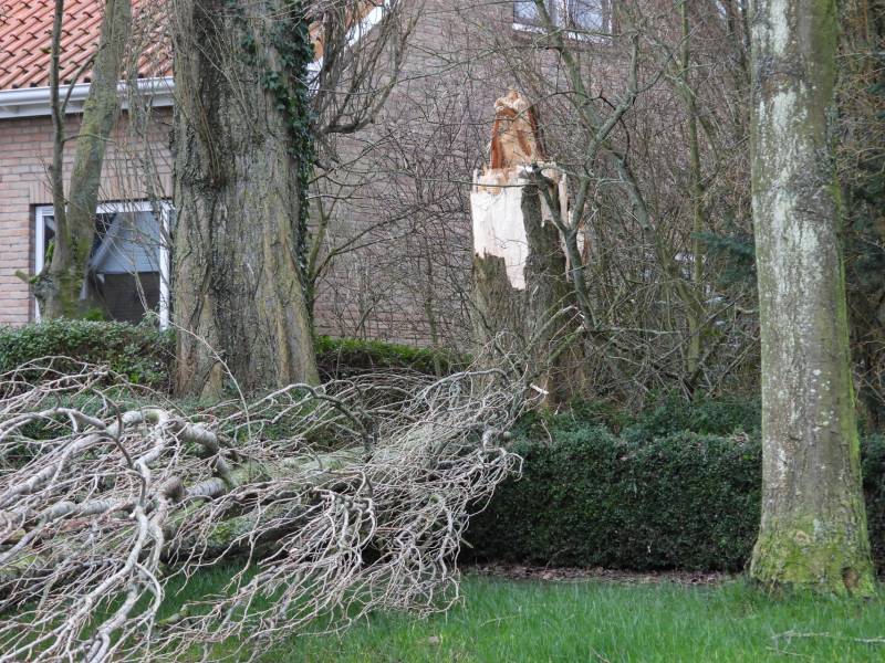 Boom breekt af en valt op woning