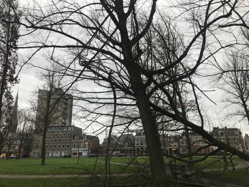 Gemeente ruim omgewaaide boom op