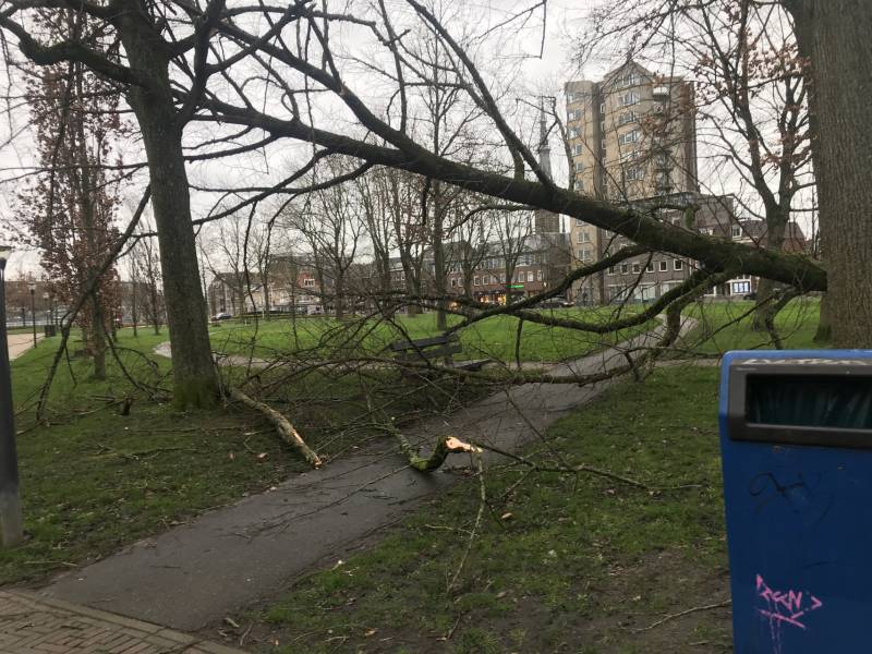 Gemeente ruim omgewaaide boom op