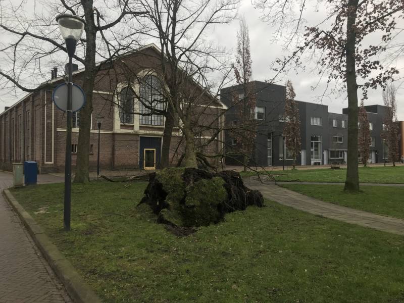 Gemeente ruim omgewaaide boom op