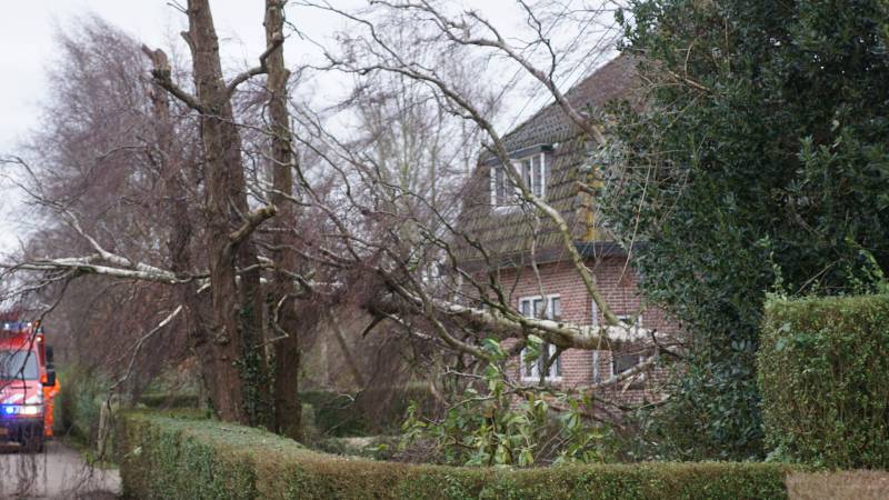 Kabels in mast beschadigd door omgevallen boom