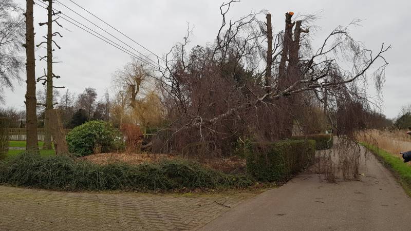Kabels in mast beschadigd door omgevallen boom