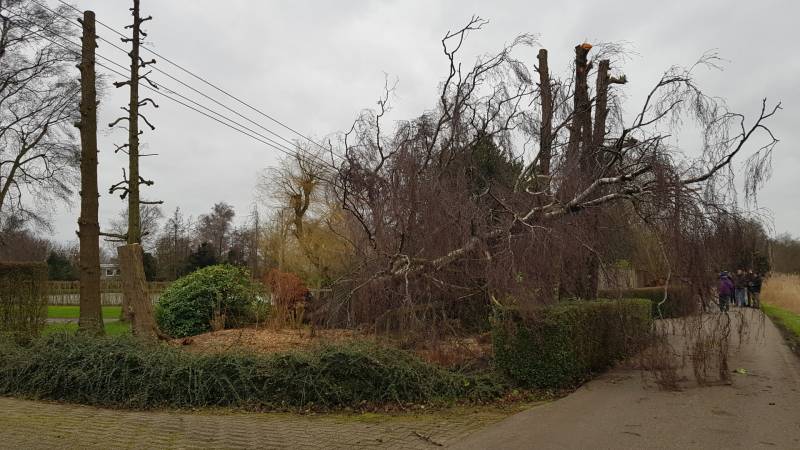Kabels in mast beschadigd door omgevallen boom