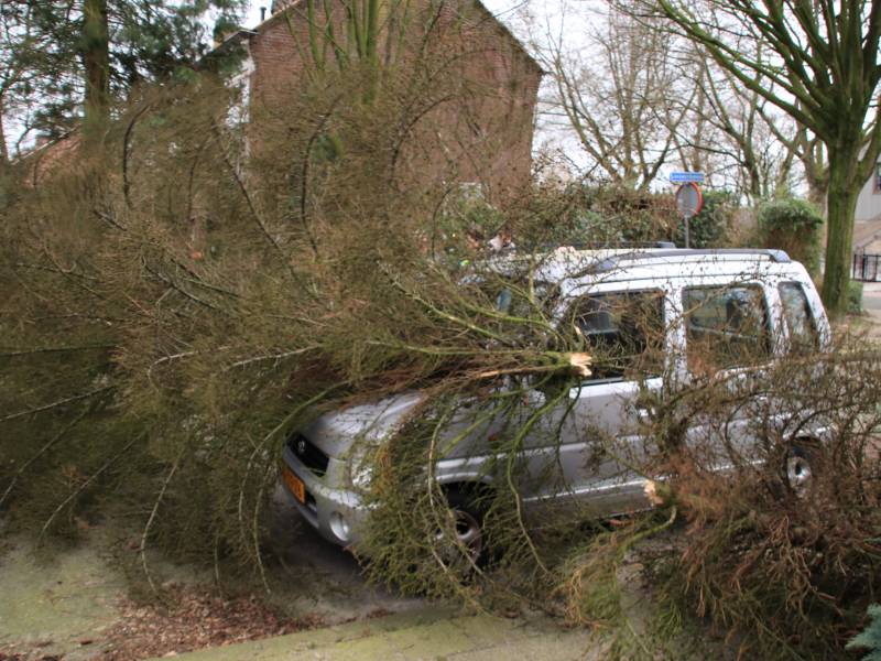 Boom valt op auto