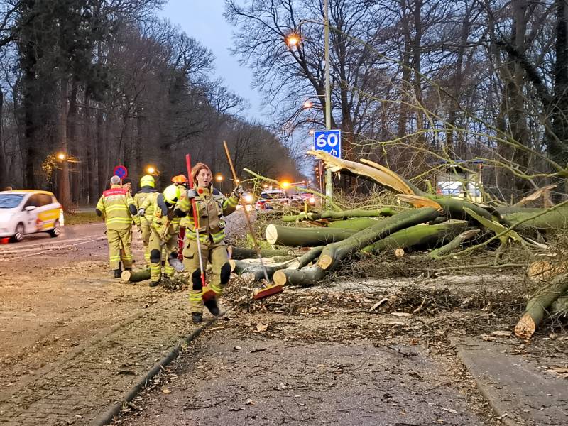 Grote boom valt om en versperd weg