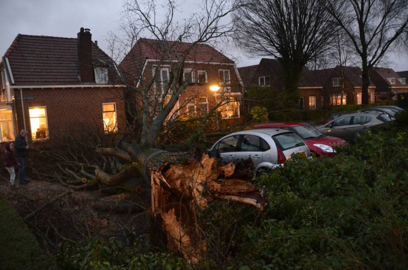 Grote boom belandt op geparkeerde auto