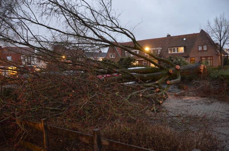 Grote boom belandt op geparkeerde auto