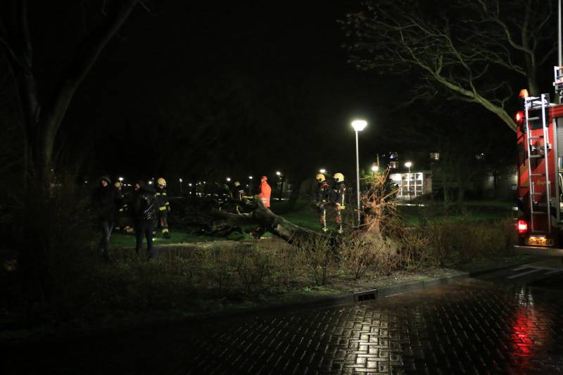 Brandweer zaagt omgewaaide boom in stukken