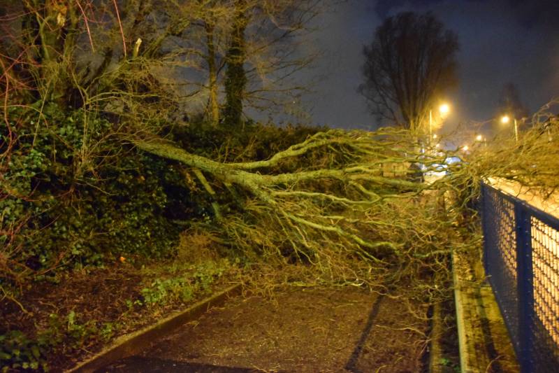 Voorbijgangers vinden omgeknakte boom op fietspad