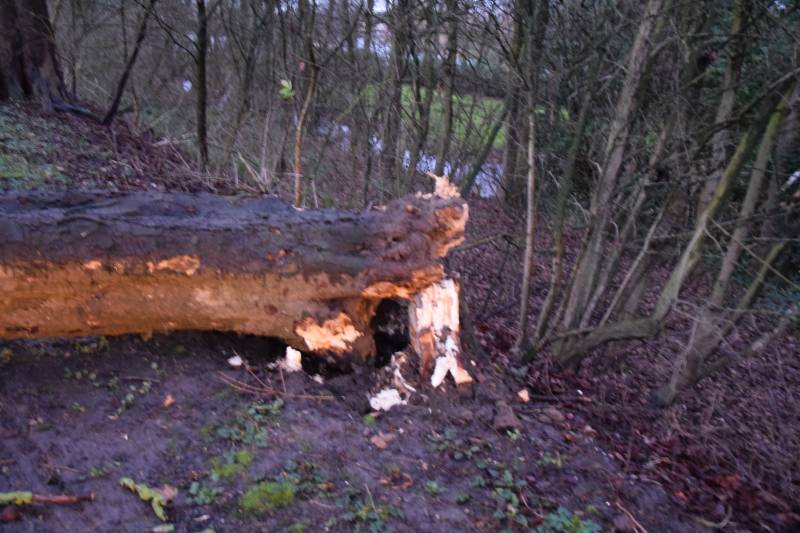 Omgewaaide boom verspert weg