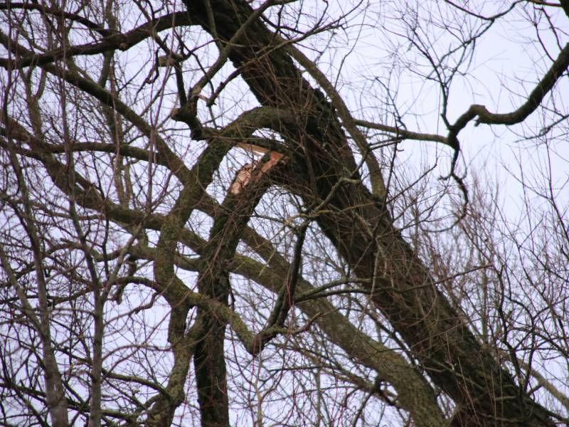 Weg afgesloten om afgebroken dikke tak