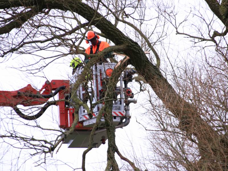 Weg afgesloten om afgebroken dikke tak