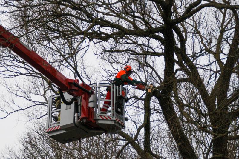 Weg afgesloten om afgebroken dikke tak