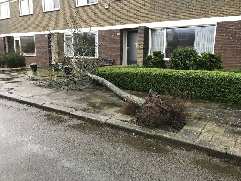 Brandweer haalt gevaarlijk hangende boom neer