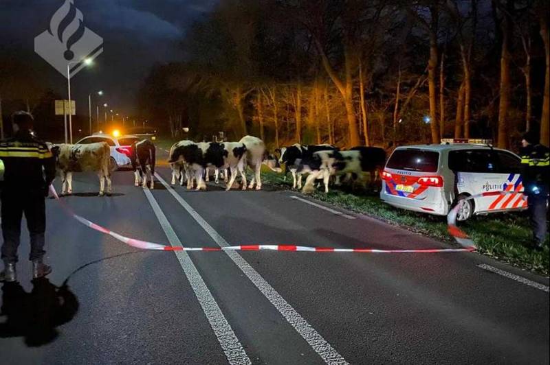 Stier en zijn dames blokkeren provinciale weg
