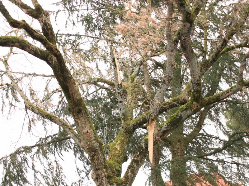 Gevaarlijk hangende tak verwijderd