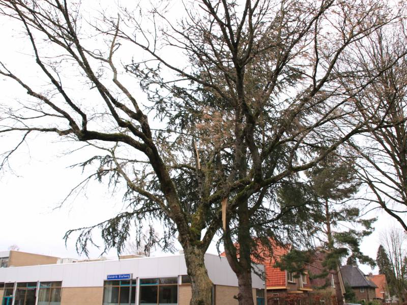 Gevaarlijk hangende tak verwijderd