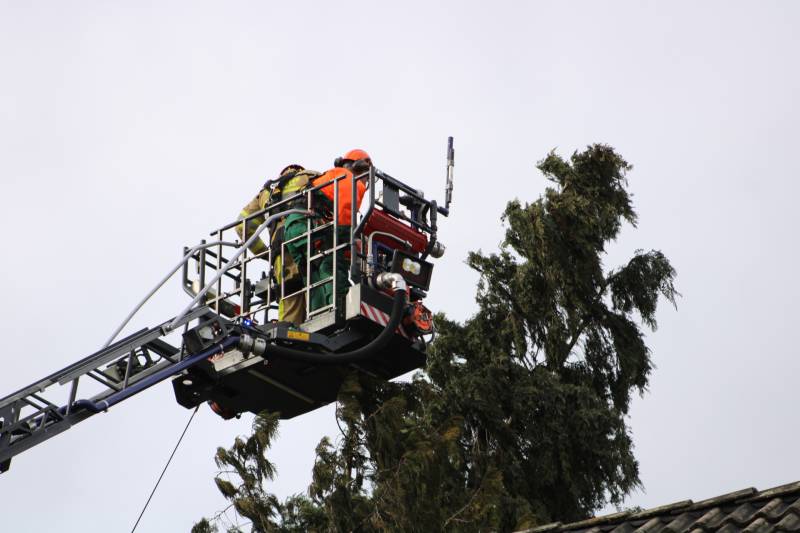 Hoge boom ingescheurd