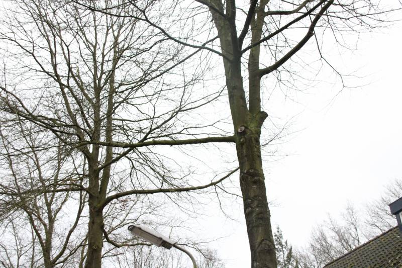 Loshangende takken zorgen voor gevaarlijke situaties
