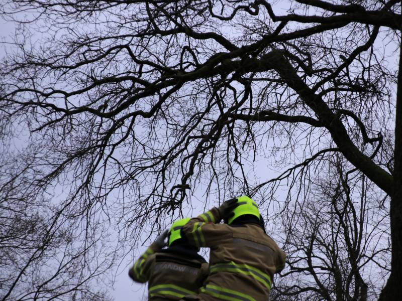Halsbrekende toeren om tak boven de weg te verwijderen