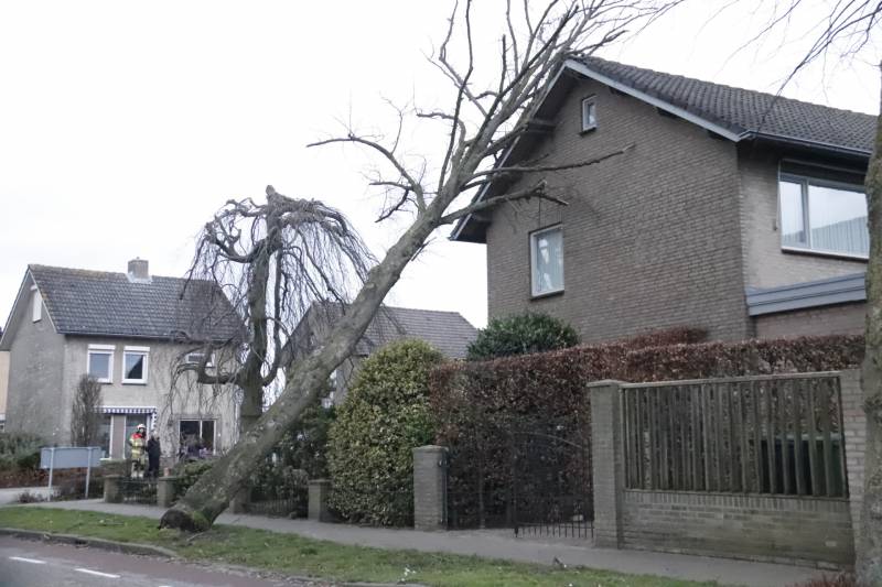 Grote boom valt op woning