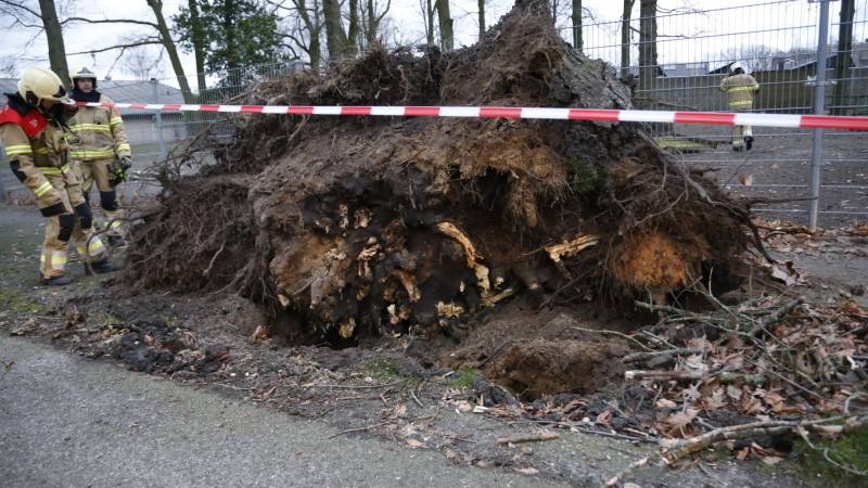 Boom valt door hekwerk van dierenverblijf