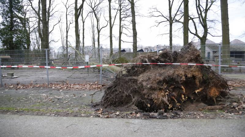 Boom valt door hekwerk van dierenverblijf