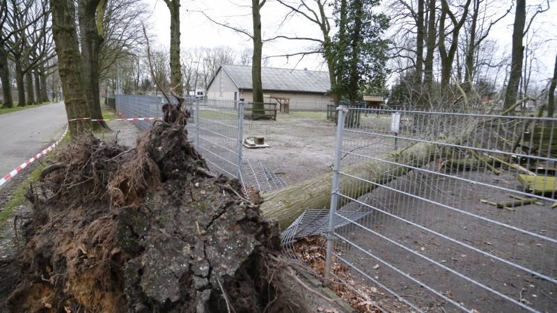 Boom valt door hekwerk van dierenverblijf