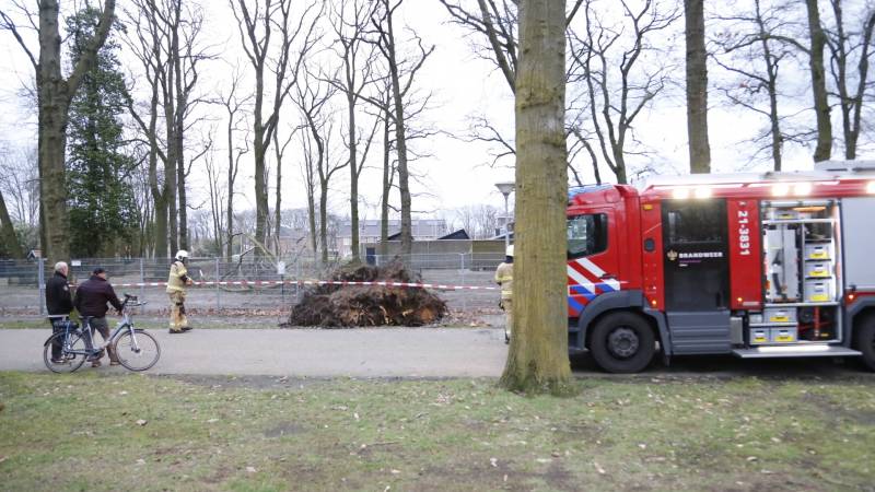 Boom valt door hekwerk van dierenverblijf