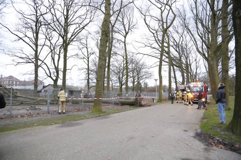 Boom valt door hekwerk van dierenverblijf