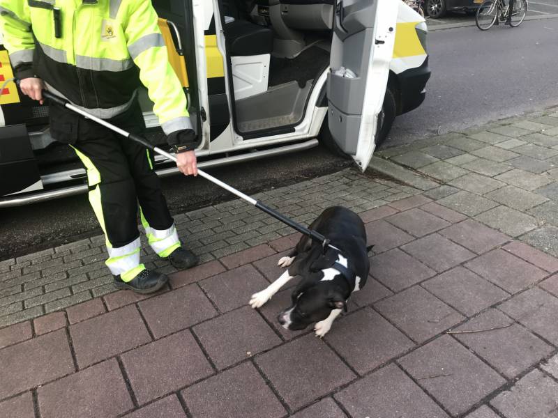 Kinderen vangen samen met politie ontsnapte hond