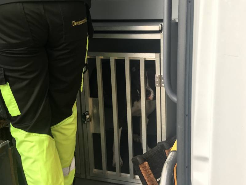 Kinderen vangen samen met politie ontsnapte hond