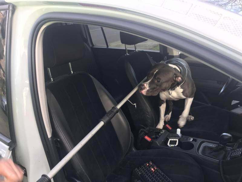 Kinderen vangen samen met politie ontsnapte hond