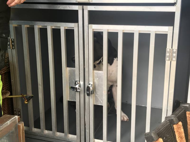 Kinderen vangen samen met politie ontsnapte hond