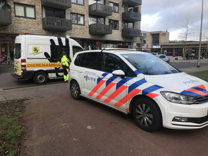 Kinderen vangen samen met politie ontsnapte hond