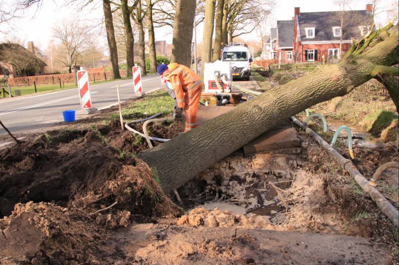 Boom gekanteld na waterleidingbreuk