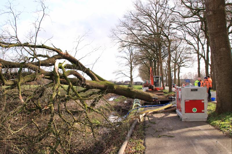 Boom gekanteld na waterleidingbreuk