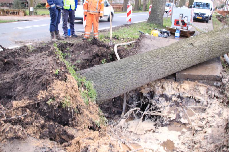 Boom gekanteld na waterleidingbreuk