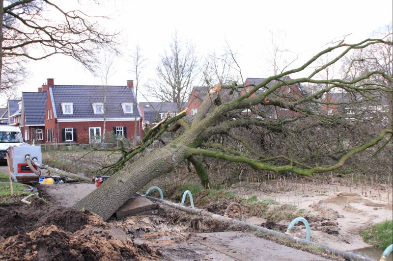 Boom gekanteld na waterleidingbreuk