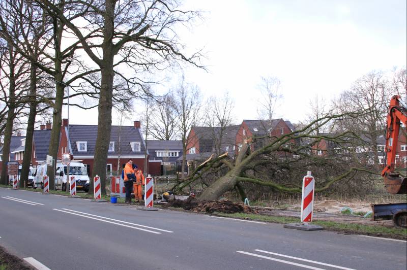 Boom gekanteld na waterleidingbreuk