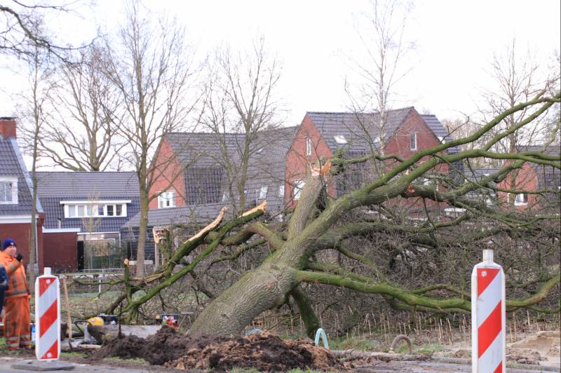 Boom gekanteld na waterleidingbreuk